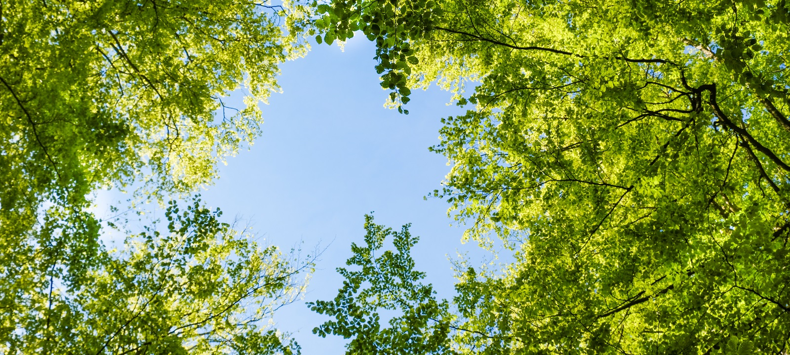 blueskygreentrees